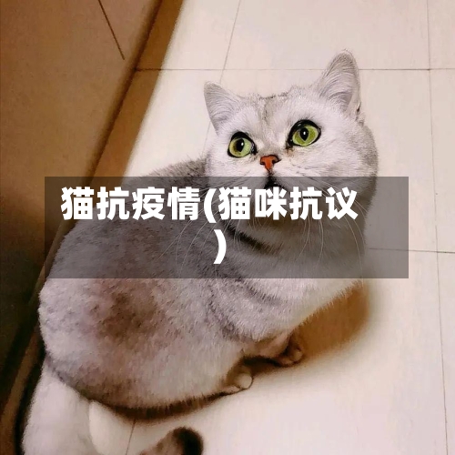 猫抗疫情(猫咪抗议)